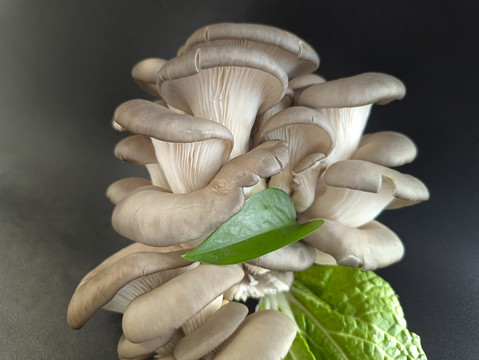 绿色菌类香菇