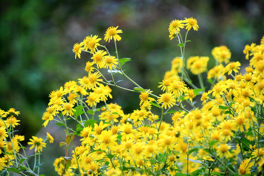 野菊花