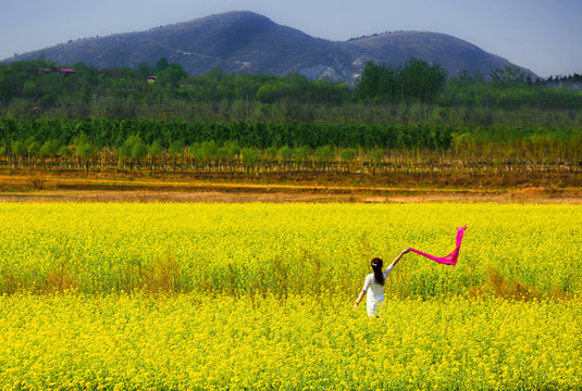 油菜花