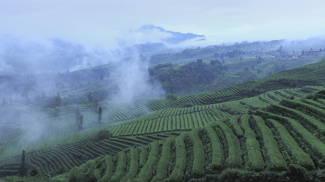 水墨茶山云雾缭绕