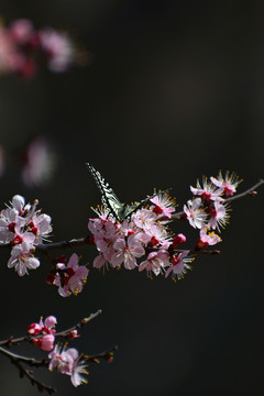 蝶恋花