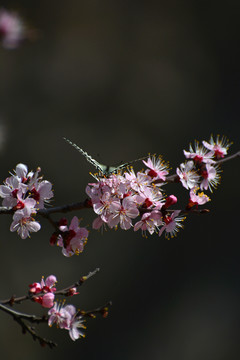 蝶恋花