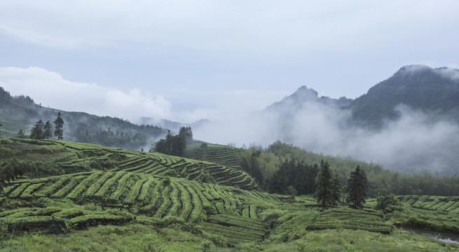 水墨茶山自然风光