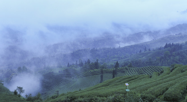 云雾缭绕水墨茶山