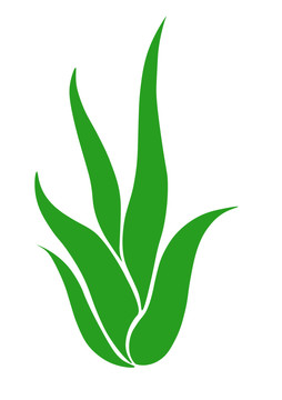 蘆薈葉手繪圖