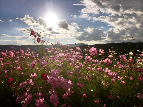 高原草地格桑花