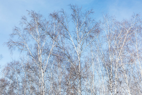 冬季白桦树树枝天空