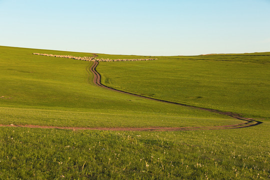 草原羊群自然路