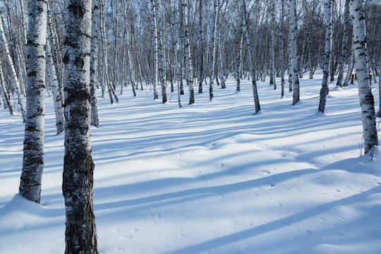 冬季雪地白桦树林