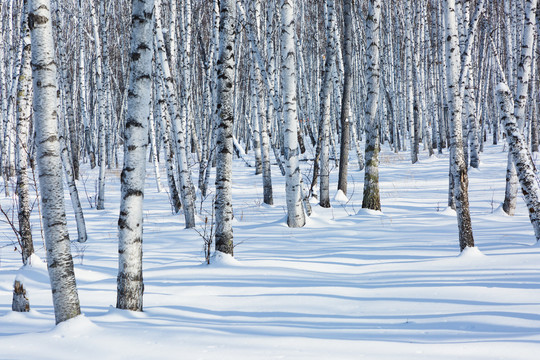 冬季雪原白桦树林