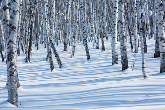 雪原白桦树林