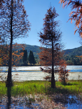 昆明三家村水库水杉