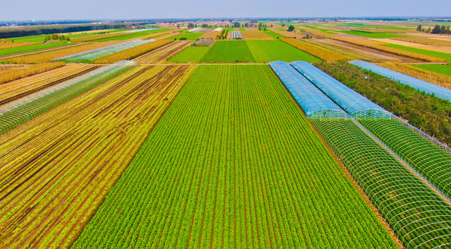 蔬菜基地