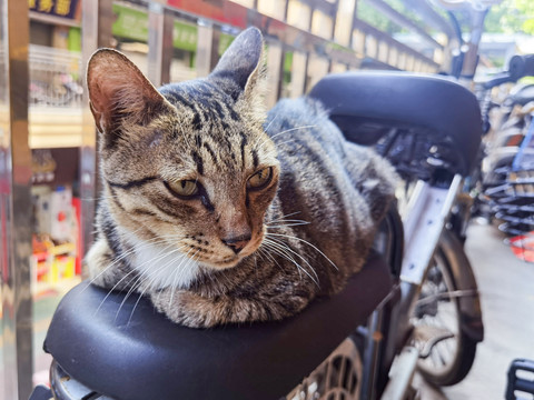 趴在电动车上的猫