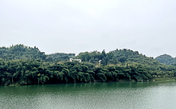 竹海风景