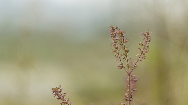 花枝