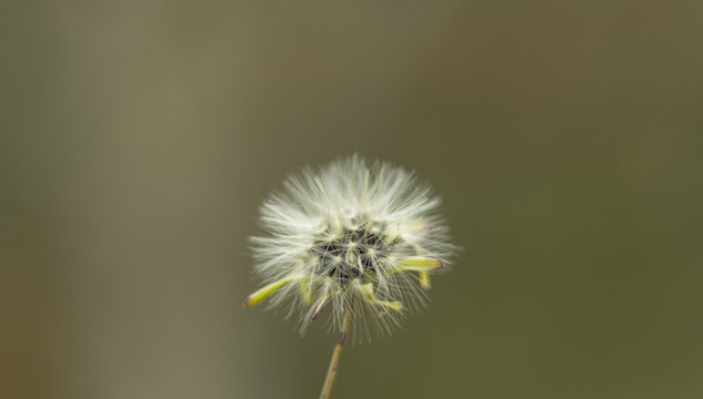 花蕊