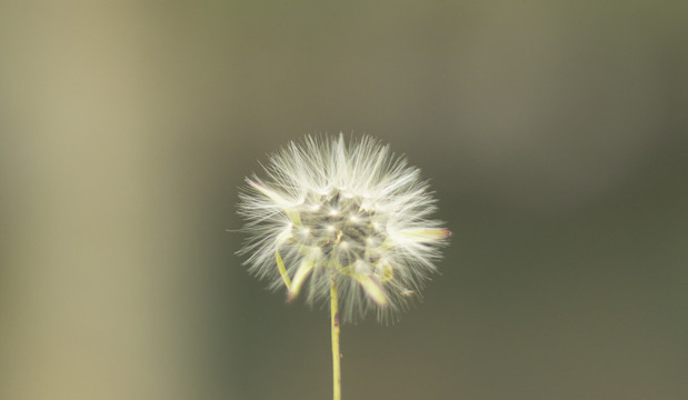 花蕊