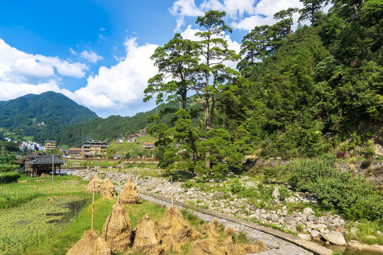 广西融水培秀村情侣松