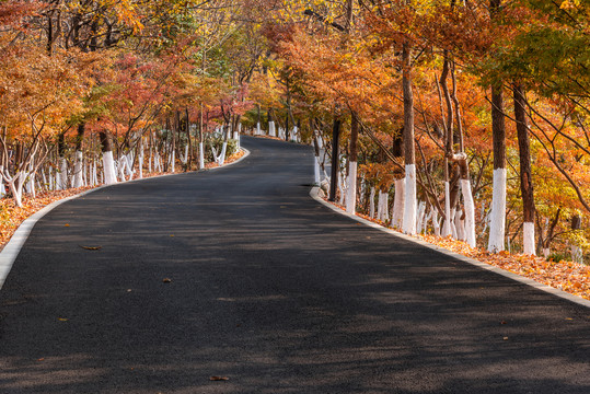 秋天中国南京栖霞山的枫树道路