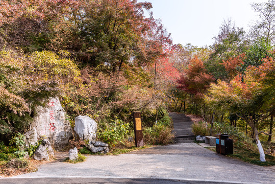 秋天中国南京栖霞山的红叶谷秋景