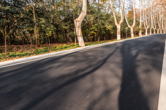 中国南京中山陵的树林道路背景