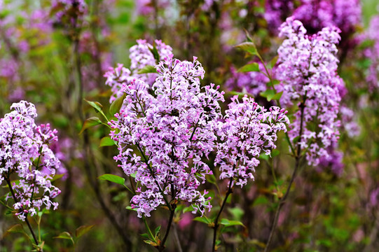 丁香花