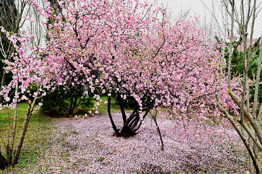 樱花