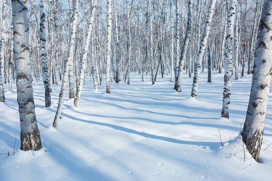 雪原白桦树林