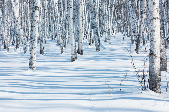 冬季雪原光影白桦林