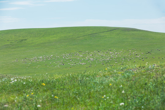 夏季草原牧场放牧羊群