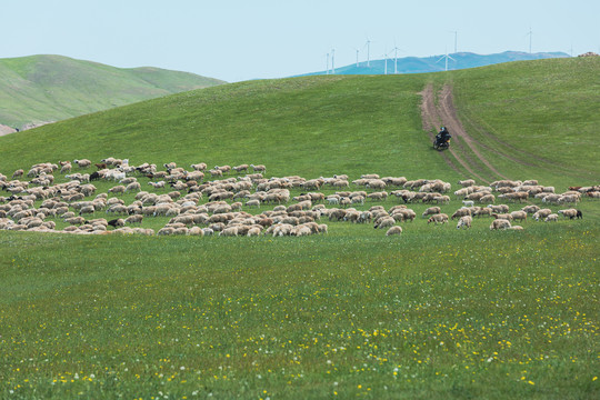 丘陵草原羊群野花