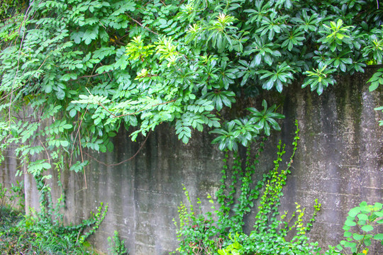 古老的墙绿植