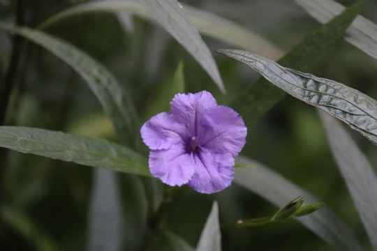 紫色小花