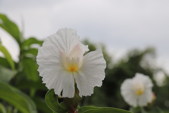 花朵