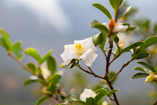 山茶花