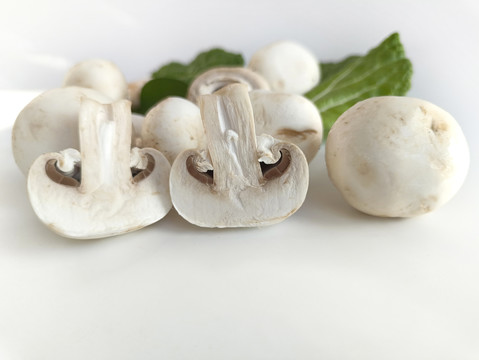 种植鲜蘑菇