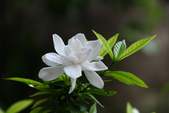 栀子美丽的花朵