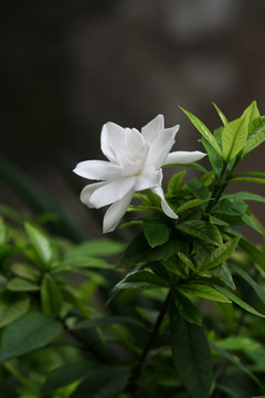 栀子美丽的花朵