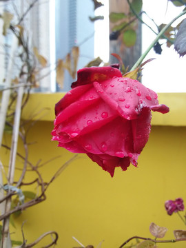 雨打玫瑰花枝