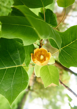 鹅掌楸开花