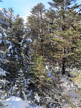 雪山森林