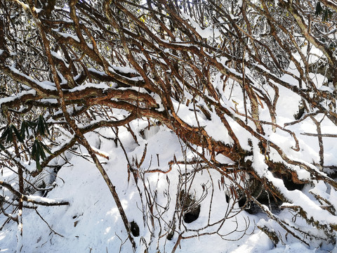 雪地丛林