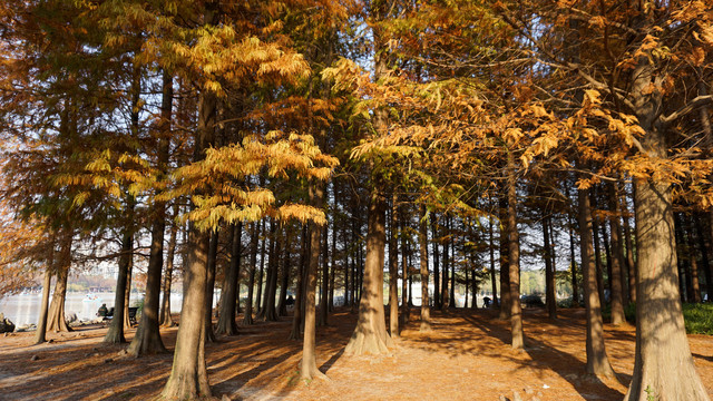 世纪公园秋天黄色松树林