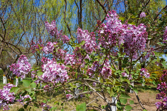 丁香花