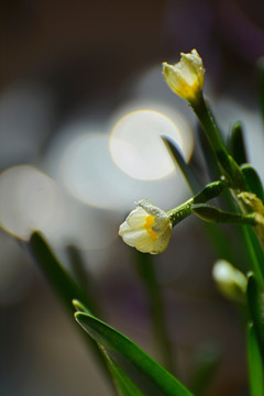 水仙花