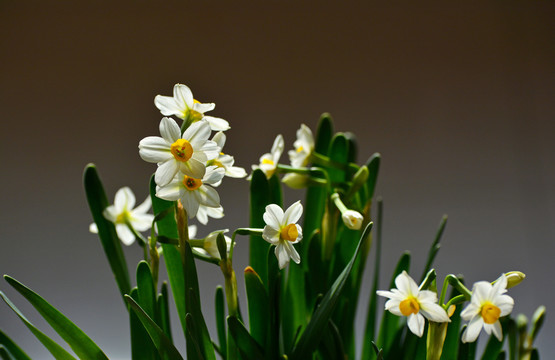 水仙花