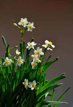 水仙花