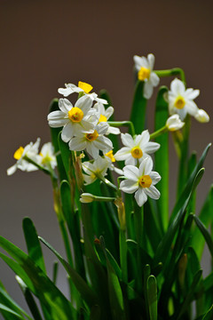 水仙花
