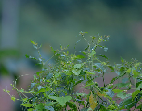 植物